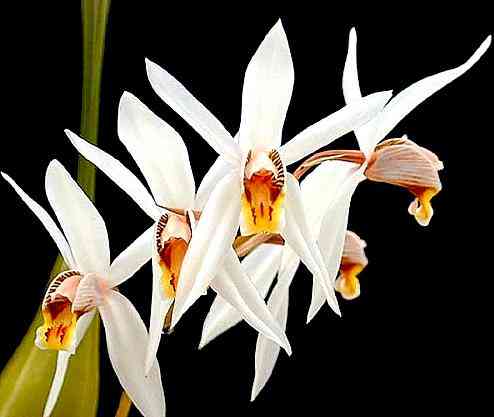 Coelogyne graminifolia